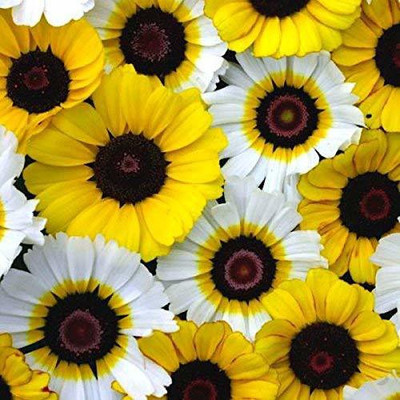 VibeX Chrysanthemum Seed(15 per packet)