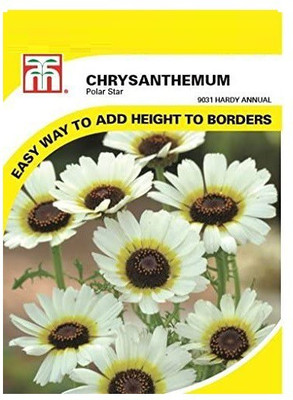CYBEXIS Flowers - Chrysanthemum Polar Star Seed(50 per packet)