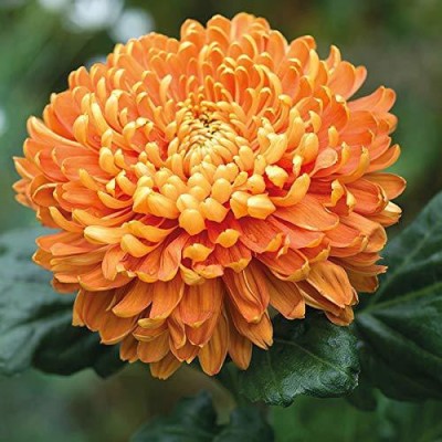 CYBEXIS Chrysanthemum Gaint Flowering Varieties Air Purifier Seeds Seed(25 per packet)