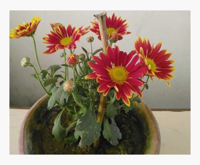 CYBEXIS Chrysanthemum Red Flower Ornamental Plant Seed(1 g)