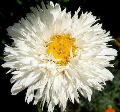 CYBEXIS Chrysanthemum Maximum fl.pl Seed(1 g)