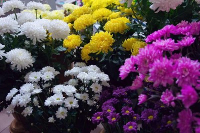 VibeX ® IMP-730-Shevanti (Chrysanthemum) Multi Color Flower Seeds Seed(45 per packet)