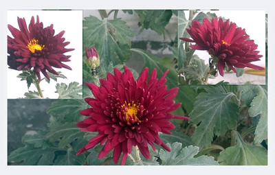 CYBEXIS F1 Hybrid Guldaudi, Chrysanthemum Seed(1 g)