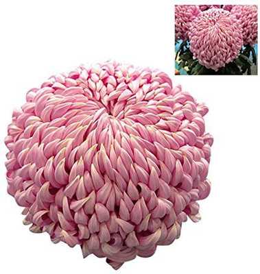 VibeX Chrysanthemum Seed(30 per packet)