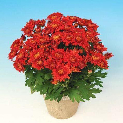 CYBEXIS Chrysanthemum Flower Seed(50 per packet)