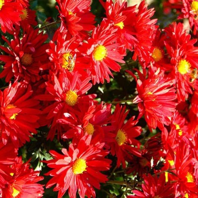 VibeX ® ICAR-32-Red: Afco Ground-Cover Chrysanthemum Seeds Seed(20 per packet)