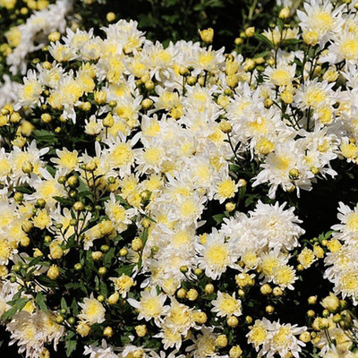 CYBEXIS Chrysanthemum Seeds Seed(50 per packet)