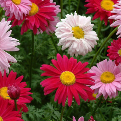 KANAYA Chrysanthemum Seed(80 per packet)