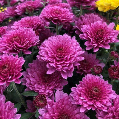 CYBEXIS (Chrysanthemum) Multi Color Flower Seeds Seed(50 per packet)