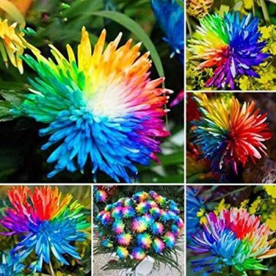 CYBEXIS Chrysanthemum Flower Seeds E Beautiful Bonsai Seed(50 per packet)