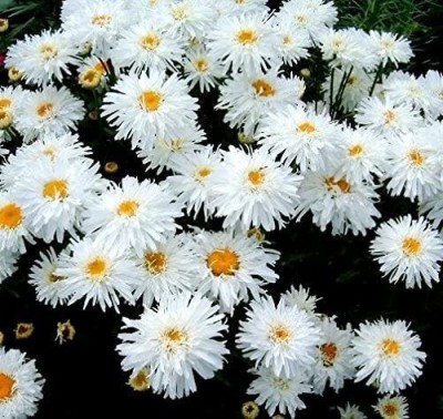 CYBEXIS Snowdrift Seeds - Chrysanthemum Maximum fl.pl Seed(50 per packet)