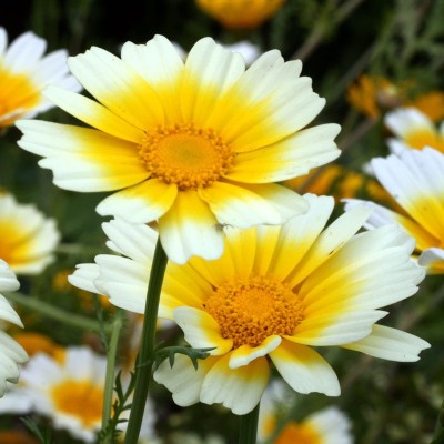 CYBEXIS Chrysanthemum Shungiku Seeds (Glebionis coronaria)Rare Heirloom Herb Seeds Seed(25 per packet)