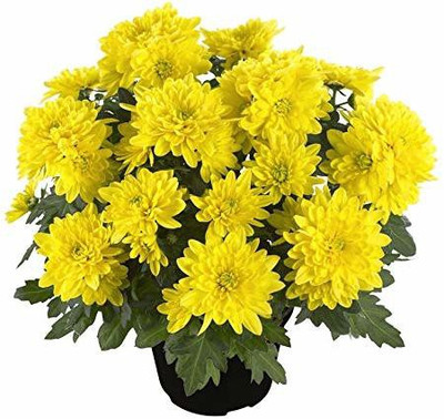 CYBEXIS Chandra mallika or Chrysanthemum Giant Flowering Varieties Air Purifier Plant Seed(50 per packet)