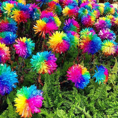 prev Chrysanthemum Seed(5 per packet)