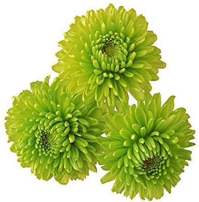 CYBEXIS Daisy Chrysanthemum Seeds - Green Seed(50 per packet)