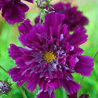 VibeX Chrysanthemum Seed(15 per packet)