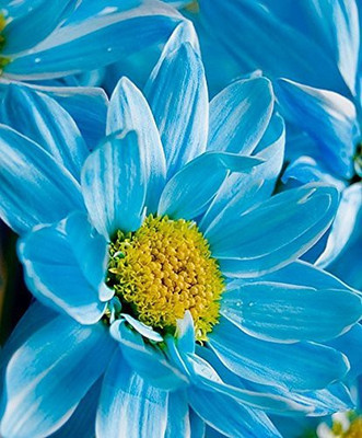 CYBEXIS Chrysanthemum Sky Blue Seed(50 per packet)
