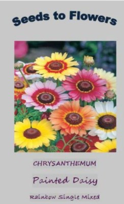 VibeX ™ IMP-235-Chrysanthemum CARINATUM -Painted Daisy- Rainbow Single Seed(45 per packet)