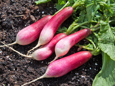 Jevik Hybrid Radish Seed(250 per packet)