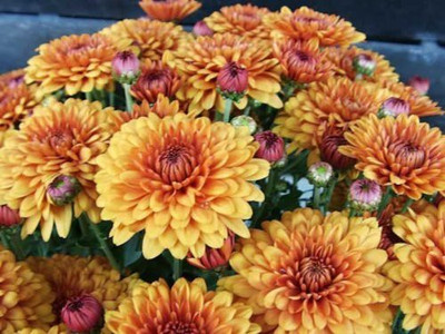 VibeX ® HAU-688-Chrysanthemum Gaint Flowering Varieties Air Purifier Seed(60 per packet)