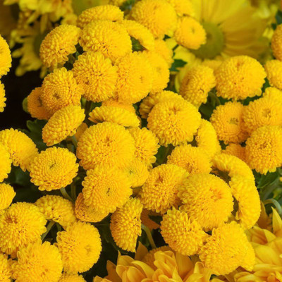 VibeX Chrysanthemum Seed(10 per packet)