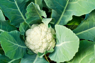 CYBEXIS Majestic Cauliflower Variety2000 Seeds Seed(2000 per packet)