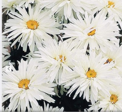 VibeX ™ HAU-343-Crazy Daisy Shasta Daisy Chrysanthemum Leucanthemum Perennial Herbaceous Seed(60 per packet)