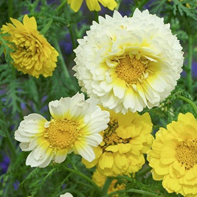 CYBEXIS Chrysanthemum Flower Mix Colour Seeds F1 Hybrid Seed(1 g)