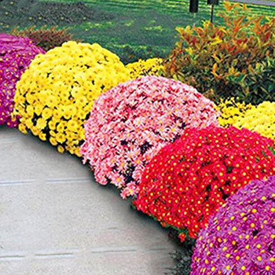 CYBEXIS Chrysanthemum Perennial Daisy Flower Seeds Seed(50 per packet)