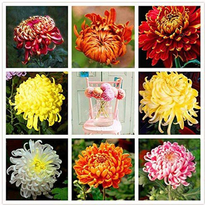 VibeX Chrysanthemum Seed(35 per packet)