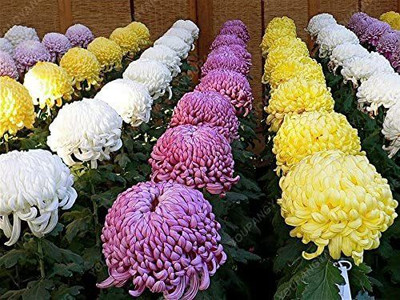 VibeX Chrysanthemum Seed(10 per packet)