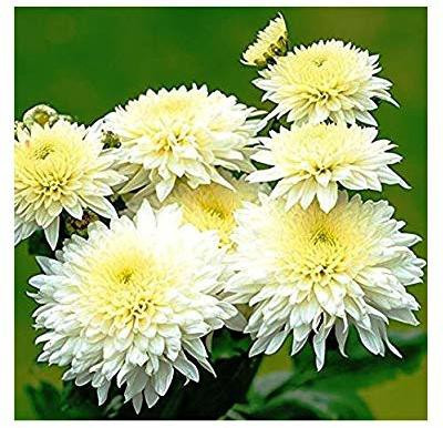 CYBEXIS Guldavari/Chrysanthemum White Flower Seed(50 per packet)