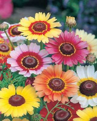 CYBEXIS CARINATUM -Painted Daisy- Rainbow Single Seed(50 per packet)