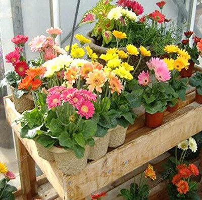 CYBEXIS Chinese Chrysanthemum Ornamental Flower Seed(50 per packet)
