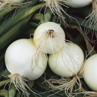 XOLDA White Onion Seed(39 per packet)