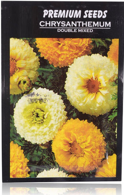 CYBEXIS Chrysanthemum Double Mixed Premium Seed Seed(50 per packet)