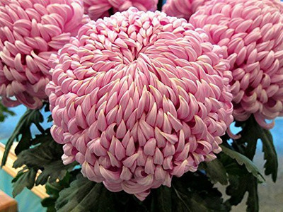 CYBEXIS Chrysanthemum Flower Seeds - Pink Seed(50 per packet)
