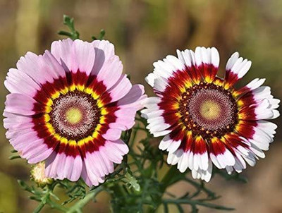 CYBEXIS Tricolour Mix seeds - Chrysanthemum carinatum Seed(50 per packet)