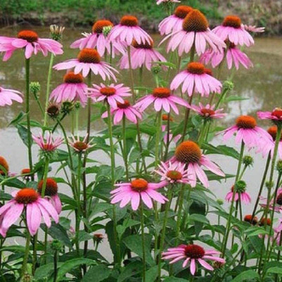 CYBEXIS Easy to Grow Seeds cone chrysanthemum seeds Seed(1 g)