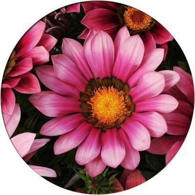 CYBEXIS Gradient Pink Medal Chrysanthemum Seeds Seed(50 per packet)