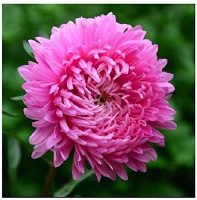 CYBEXIS Chrysanthemum Seed(50 per packet)