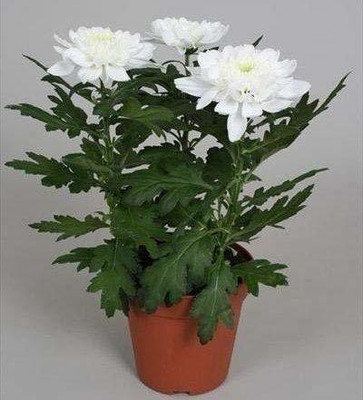 CYBEXIS White Chrysanthemum Potmum Seed(1 g)