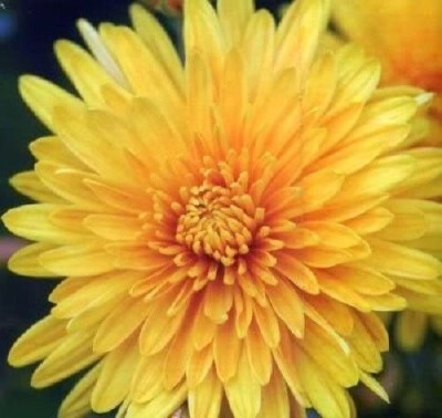 VibeX ® HAU-378-Yellow Chrysanthemum Morifolium Flower Seeds Seed(30 per packet)