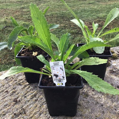 CYBEXIS Chrysanthemum Leucanthemum Perennial Herbaceous Seed(50 per packet)