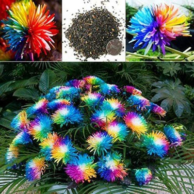 prev Chrysanthemum Seed(35 per packet)