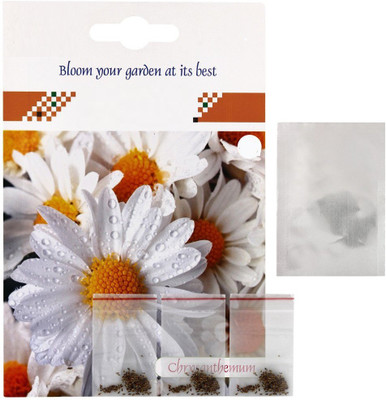 CYBEXIS Chrysanthemum Paludosum Seeds Seed(1 g)