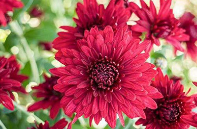 VibeX Chrysanthemum Seed(10 per packet)