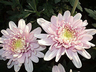 CYBEXIS Pink Chrysanthemum Flower Seeds Seed(1 g)