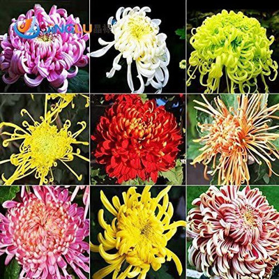 CYBEXIS Novel Mixed Rainbow Color Chrysanthemum Seeds Seed(50 per packet)