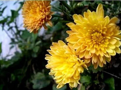 CYBEXIS Yellow Chrysanthemum Morifolium Flower Seeds Seed(50 per packet)